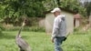 Crane Who Fell for Keeper Dies at 42 
