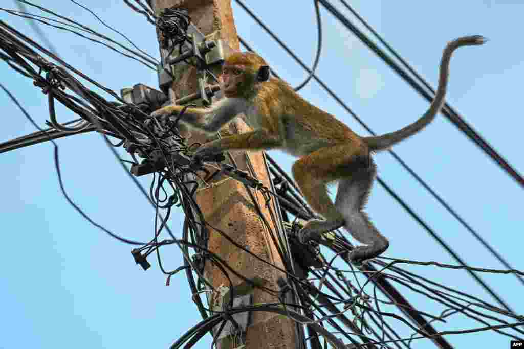A monkey plays on overhead electric power cables in a street in the north-central town of Anuradhapura, Sri Lanka, May 18, 2023.