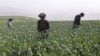 BMT: Afg'onistonda ko'knori dalalari yana kengaymoqda
