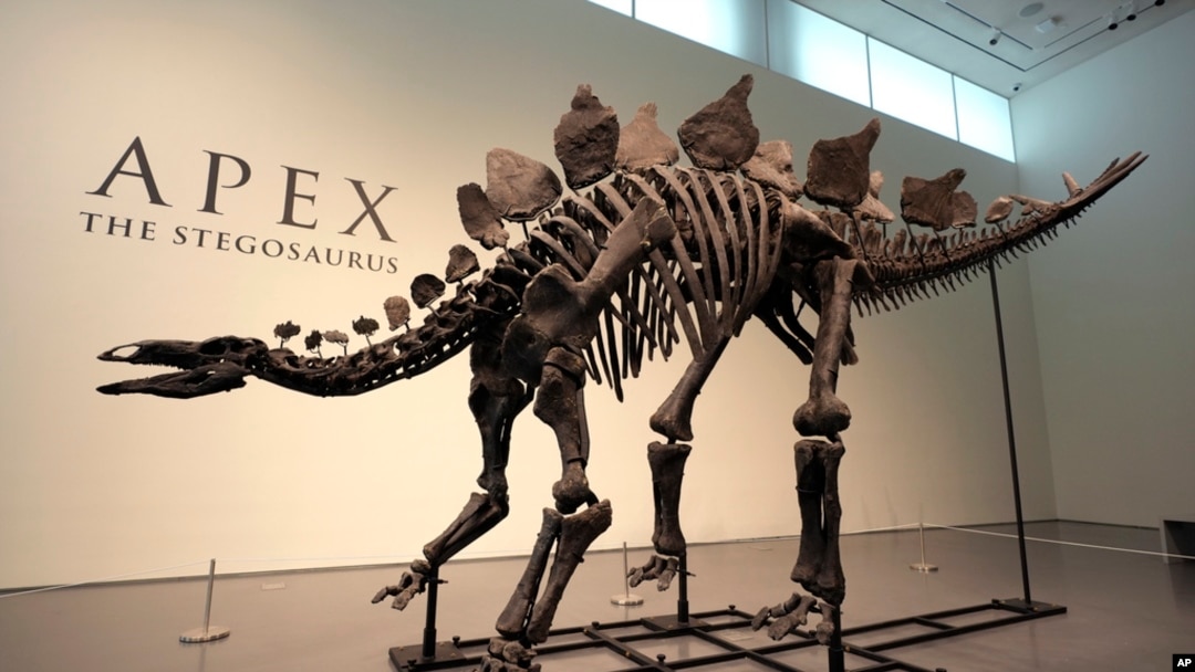 A stegosaurus skeleton is displayed at Sotheby's New York in New York, July 10, 2024. 