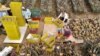 FILE - Farmers are seen harvesting pineapples in Pingtung county, March 16, 2021. Many Taiwanese fruit farmers have faced a dilemma over the past two years, as China banned imports of several Taiwanese fruits that rely heavily on the Chinese market. 