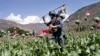 Afg'oniston shimoli-sharqida Tolibonga qarshilik kuchaygan 