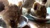 Lebanon, saved lion cubs (Foto: AP)