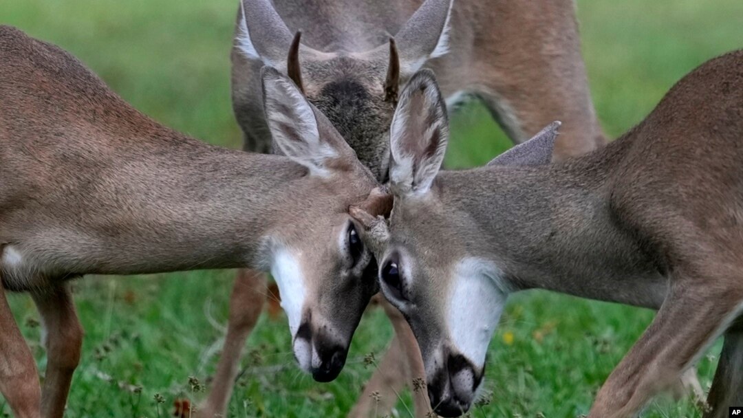 FILE - Key deer, the smallest subspecies of the white-tailed deer that have thrived in the piney and marshy wetlands of the Florida Keys, interact as they walk through a residential neighborhood Oct. 17, 2024, in Big Pine Key, Fla.