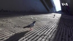 LogOn PigeonBot -- USAGM