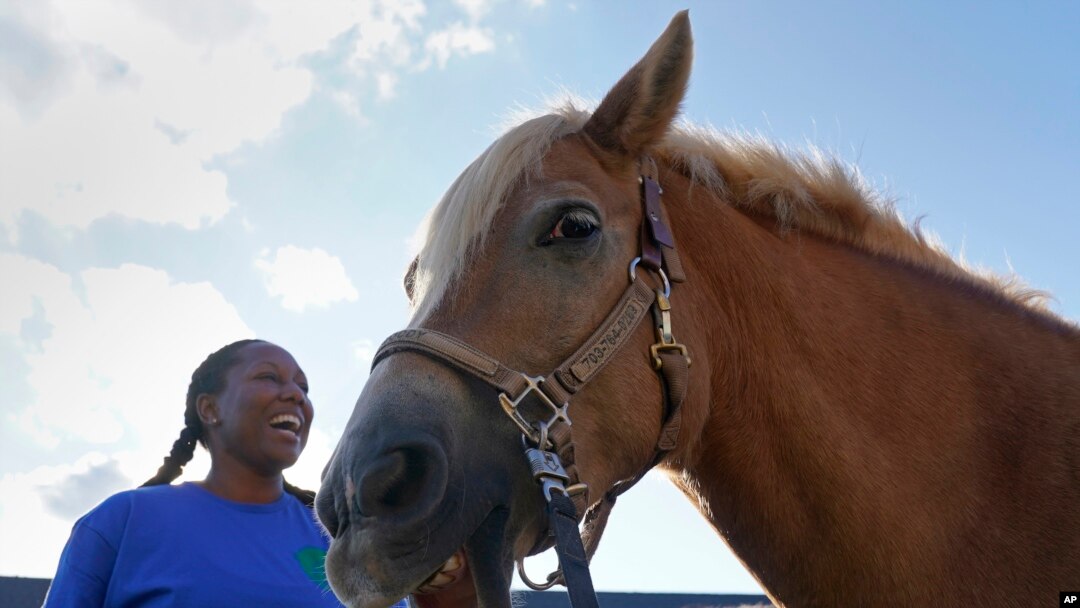 Dionne Williamson, of Patuxent River, Md., gets Woody ready before her riding lesson at Cloverleaf Equine Center in Clifton, Va., Sept. 13, 2022. 