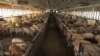 Some Farmers Go Big, Others Stay Small to Meet Global Food Demand 