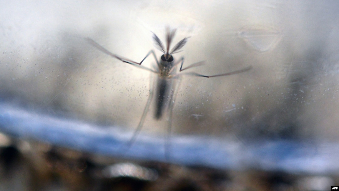 FILE - The Aedes Aegypti mosquito larvae are photographed at a laboratory of the Ministry of Health of El Salvador in San Salvador, Feb. 7, 2016.