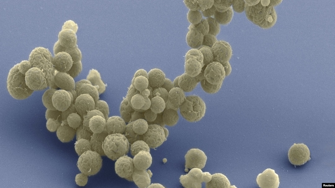 An electron micrograph image shows synthetic cell clusters magnified at about 15,000 times in this image released March 24, 2016.