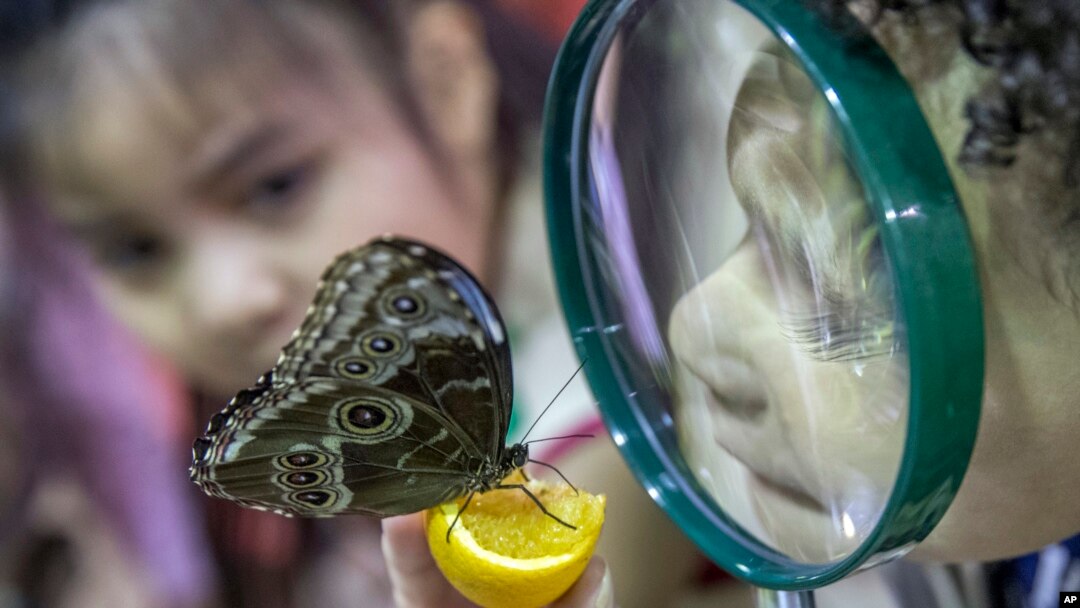 FILE - Children inspect a Blue Morpho butterfly at the American Museum of Natural History in New York, Oct. 3, 2018. Little is known about acute flaccid myelitis, but it is known that more than 90 percent of the confirmed cases are in children 18 years old or younger. The average age of patients is 4.