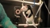 A paralyzed rat learns to walk again after being injected with chemicals designed to stimulate its spinal nerve cells, which communicate with the brain.