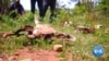 Drought Forces Ethiopian Herders to Eat Cattle Feed