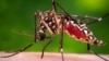 FILE - A photo provided by the Centers for Disease Control and Prevention shows a female Aedes aegypti mosquito acquiring a blood meal from a human host. 