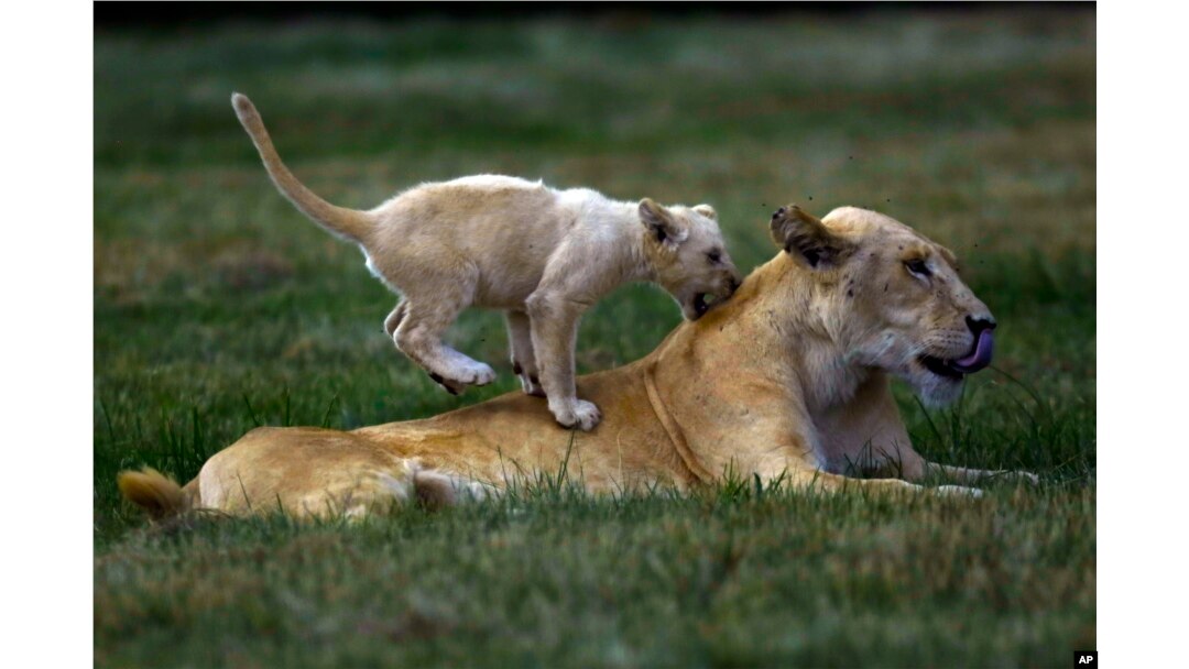 A young lion cub plays with a female lion at the Lion Park outside Johannesburg, South Africa, Feb. 4, 2015.