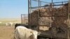 Kenyan Pastoralists Benefit from Unique Livestock Insurance
