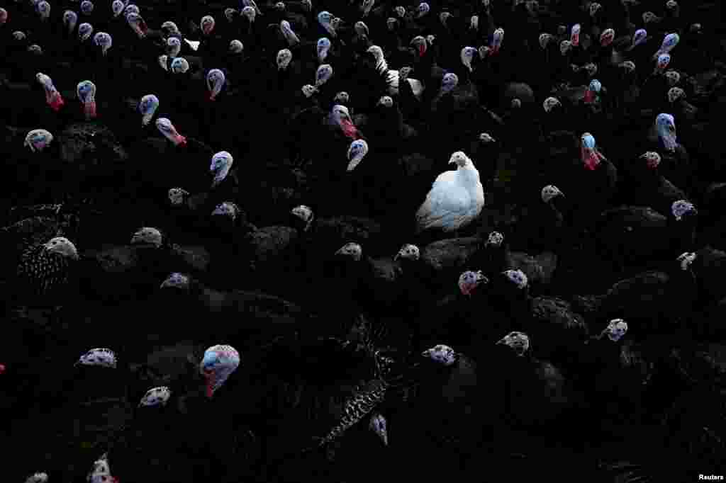A white bronze turkey is seen among Norfolk black turkeys on David McEvoy&#39;s Turkey farm in Termonfeckin, Ireland.