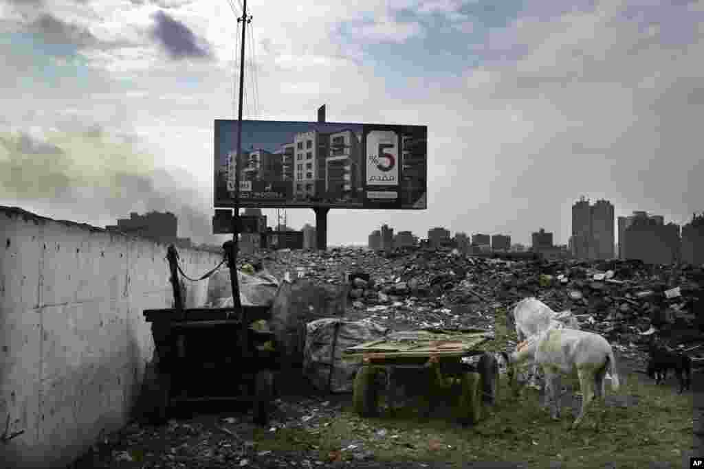 Donkeys eat near an advertisement for a residential housing compound in the Ezbet Khairallah neighborhood of Cairo, Egypt, Nov. 21, 2017.