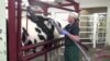 Microbes extracted from Hershey the cow's stomach are used to to cure digestive disorders in other animals. (Shelley Schlender for VOA) 