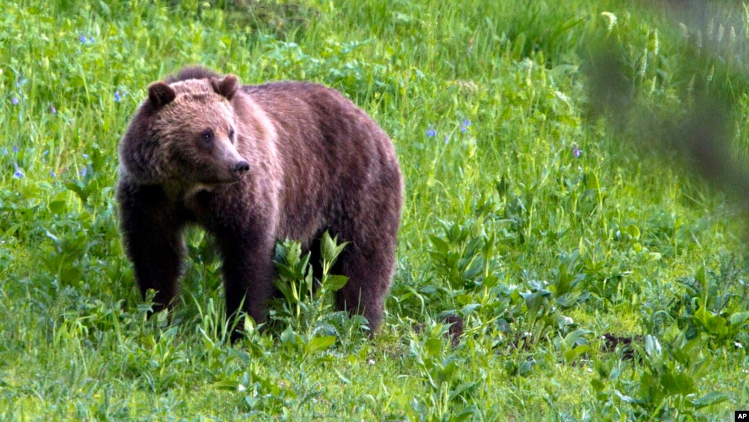 FILE - A grizzly bear roams near Beaver Lake in Yellowstone National Park, Wyo., July 6, 2011. Native American tribes, clans and leaders from seven states and Canada say the U.S. government's recent decision to lift protections for grizzly bears in the Yellowstone National Park area violates their religious freedom.