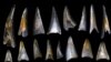 Dinosaur Demise Leads to Fish Rise