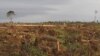 In southwest Cameroon, forests are razed for a palm oil plantation. (Courtesy Center for Environment and Development Cameroon) 