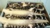 Alligator Farm Grows Prized Skins for Purses