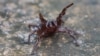 Australian Floods Drive Spiders Into Homes, Backyards