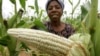 Maize crop