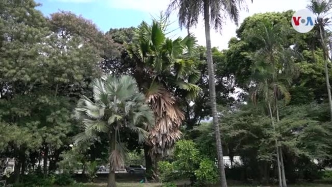 Una exótica palma florece en el golpeado Jardín Botánico de Caracas