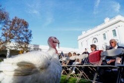 A turkey awaits the arrtival of U.S. President Donald Trump for the presentation and pardoning of the 72nd National Thanksgiving Turkeys in the Rose Garden of the White House in Washington, Nov. 26, 2019.