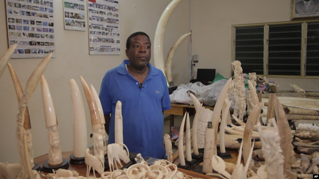 Ivory trafficker Emile N'Bouke stands amidst seized ivory carvings and elephant tusks while talking with journalists after his arrest, in Lome, Togo, Aug. 6, 2013.