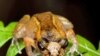 The long-lost Ventriloquial frog was recently rediscovered in Haiti.