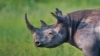 FILE - A surge in rhinoceros poaching has led to some in Botswana to ask that game rangers be armed.