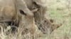 Rhinos at the Thornybush Game Reserve in South Africa.