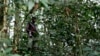 Rwandan Envoy Urges DRC, UN to Tackle FDLR Rebels