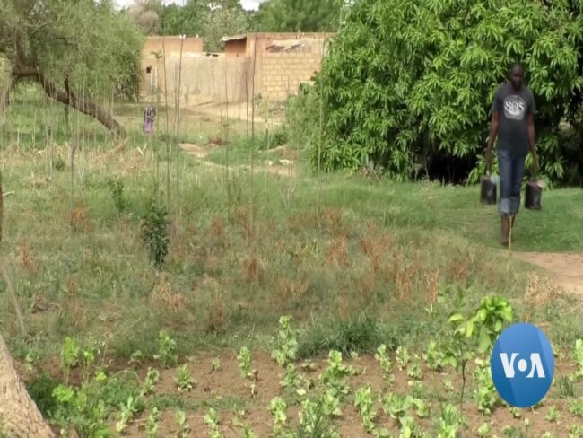 Nurturing Gao Trees, Niger’s Farmers Re-Green the Country