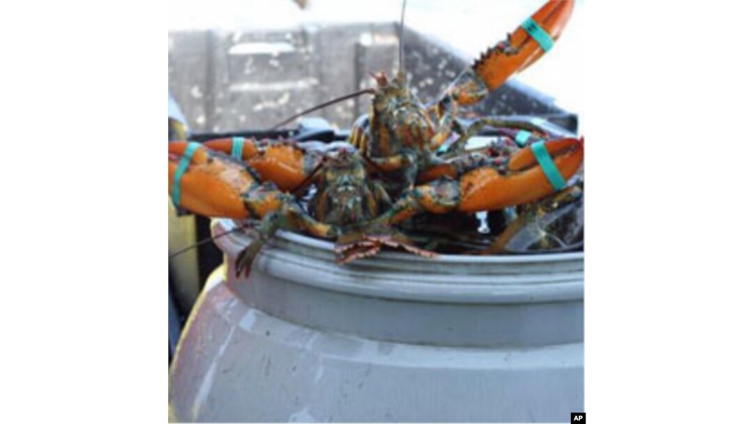In the 1980s, 80 lobster boats could be found in Boston Harbor. Today, there are 27.
