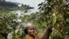 Bichera Ntamwinsa,23, picks berries from her coffee plants in Bukavu, Democratic Republic of the Congo. Farmer field schools and agricultural cooperatives can help smallholder farmers gain skills while strengthening their common voice. (UNESCO/Tim Dirven)