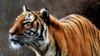 There are only 3,200 tigers left in the wild, down from 100,000 a century ago.