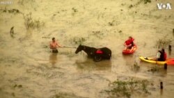 Australians Attempt to Save Livestock From Floods