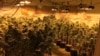 在房屋内非法种植的大麻（格雷斯港警局脸书图片）