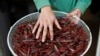 A foreign laborer from Thailand displays a bunch of fried locusts before eating them at his house near Kmehin in Israel's Negev desert, March 5, 2013. 