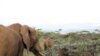 Ants act as tree bodyguards against hungry elephants.