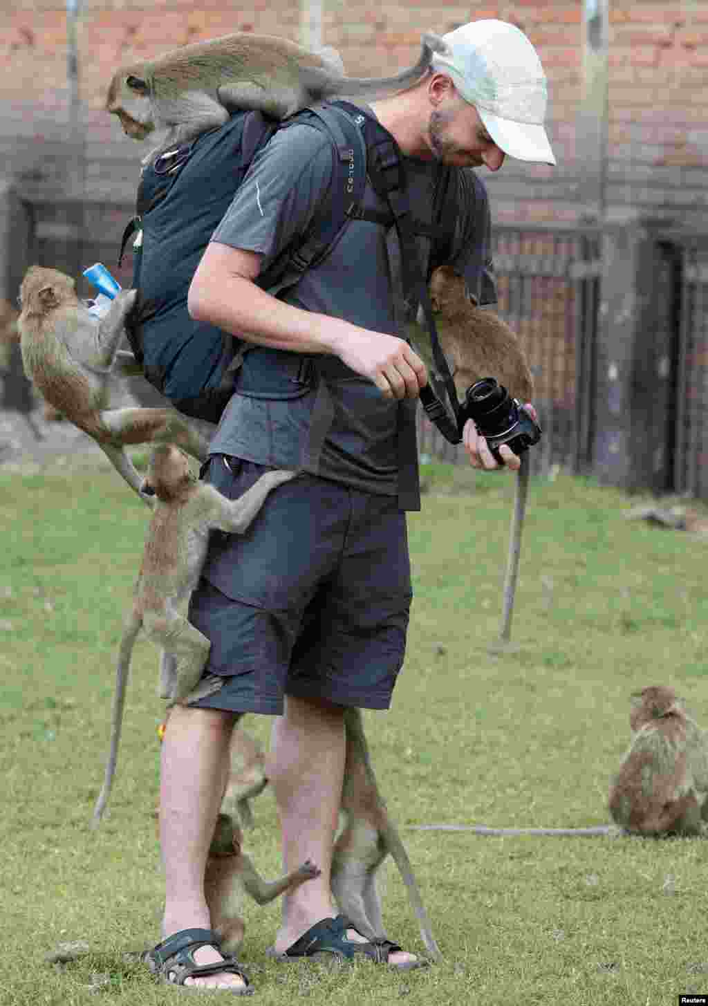 Monkeys climb on a tourist during the annual Monkey Buffet Festival at the Phra Prang Sam Yot temple in Lopburi province, north of Bangkok, Thailand.