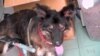 Taiwan Faces Challenges of Taking Care of Stray Dogs