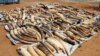 Ivory tusks are displayed after being seized by security forces at the port of Lome, Togo, Jan. 28, 2014.
