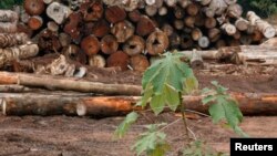 FILE - Logs cut from virgin Amazon rain forest are placed in a pile, in Brazil's northeastern Amazon region, February 11, 2008.