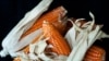 New Fund to Support Nutrition Programs for Children