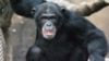 Chimpanzés são ameaça no Namibe