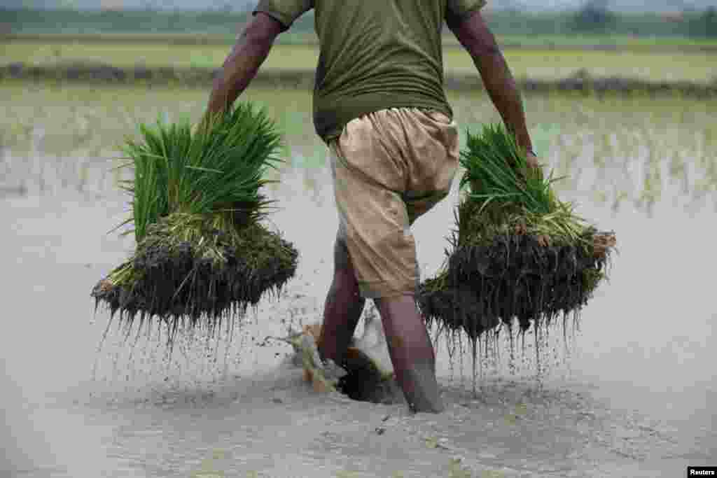 A farmer carries bundles of rice seedlings to be planted, on the outskirts of Lahore, Pakistan.